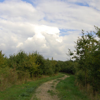 Gulddysse Skov er statsejet