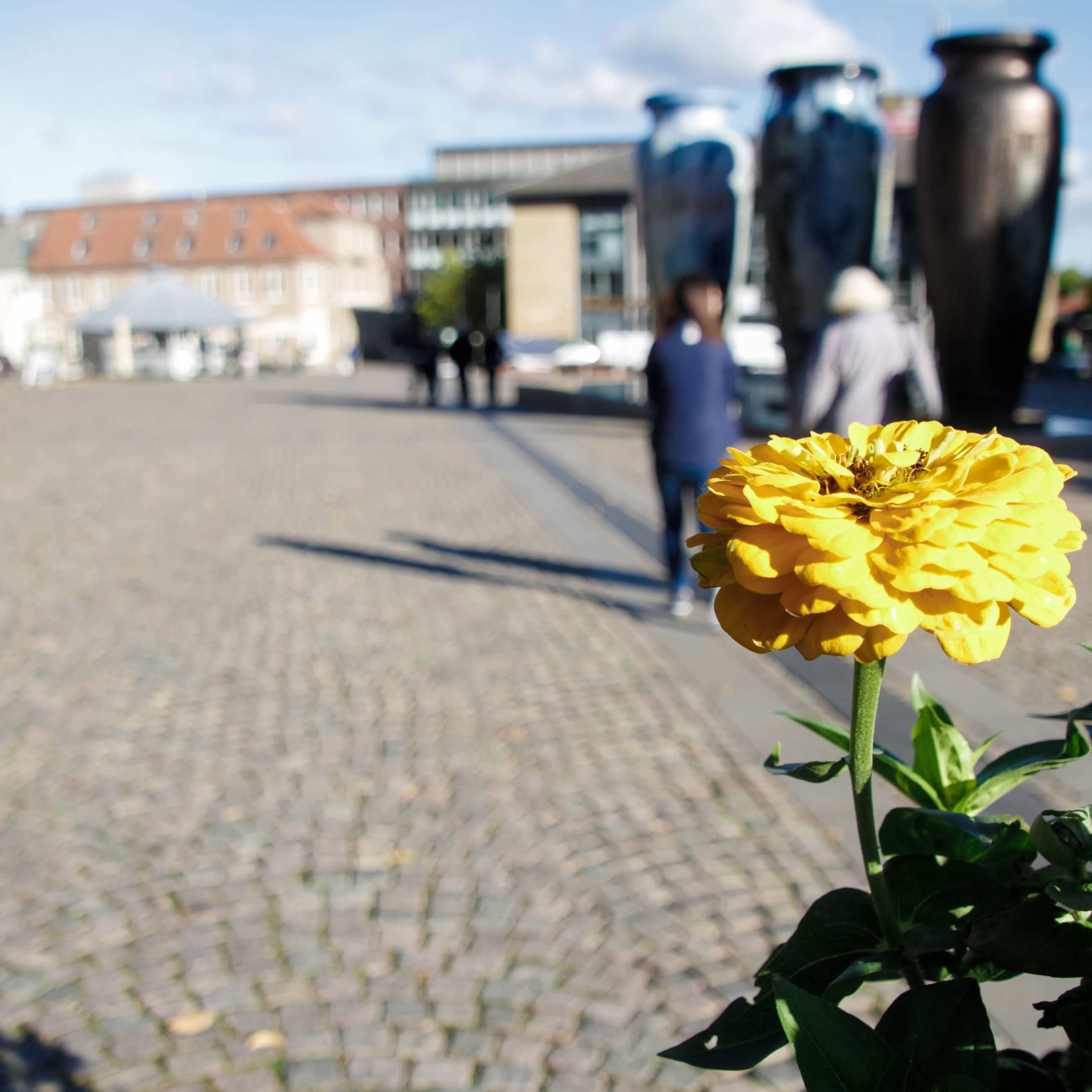 Hestetorvet med blomst i forgrunden