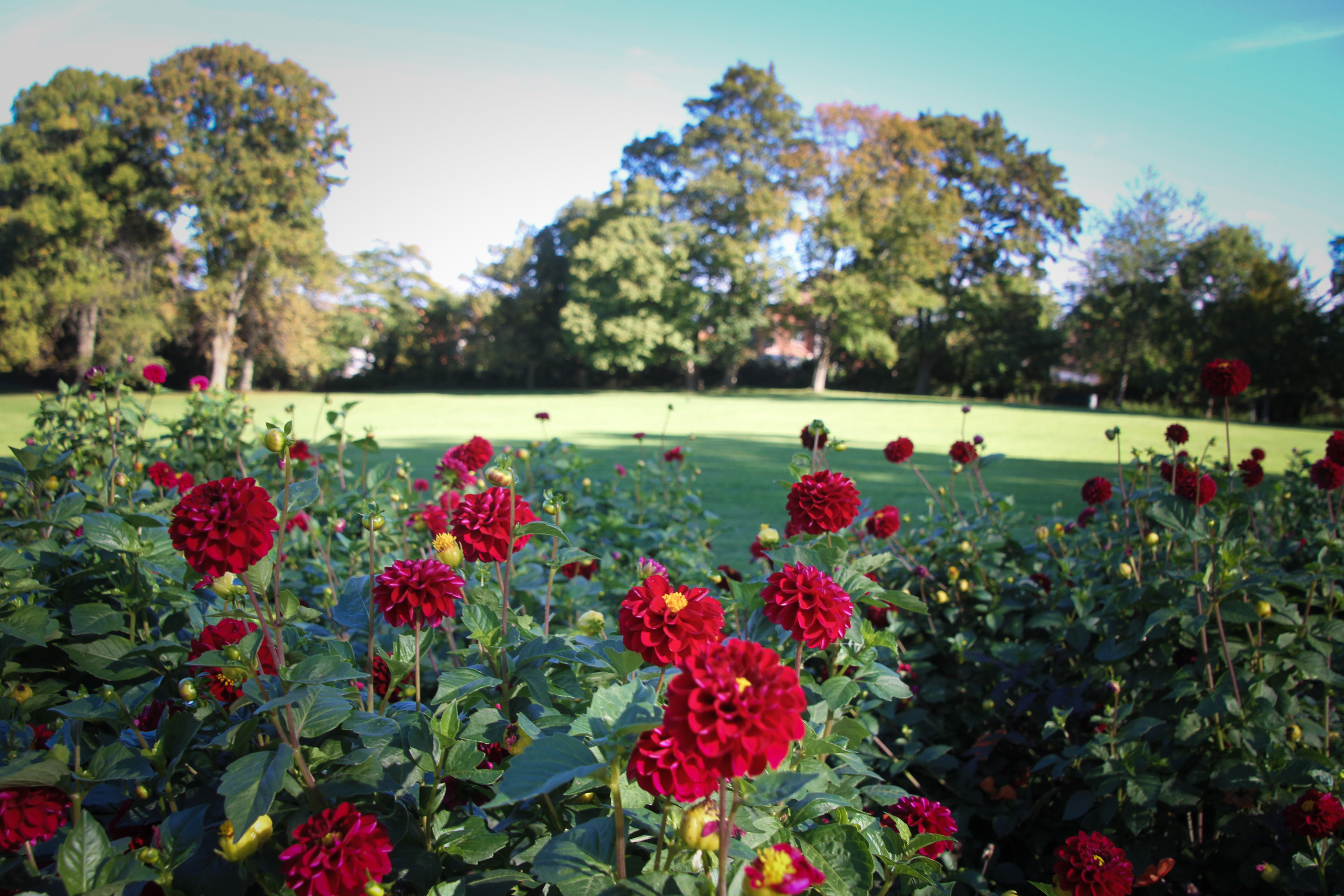 Byparken med blomster i forgrunden